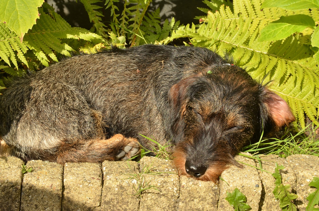 Why Dachshunds Are Great for Small Spaces